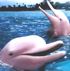 Розовый дельфин Амазонки